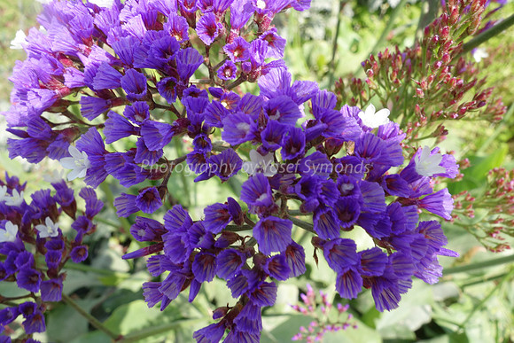 Purple-Pink Flowers 5