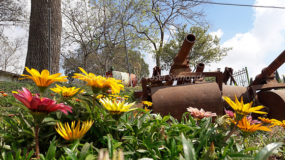 Flowers and Roller Canons 5