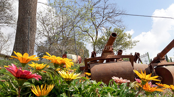 Flowers and Roller Canons 6