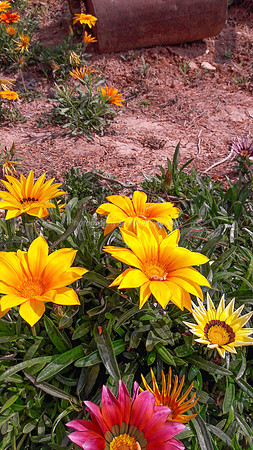 Flowers and Roller Canon in Background