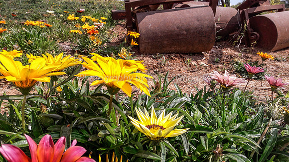 Flowers and Roller Canons 6