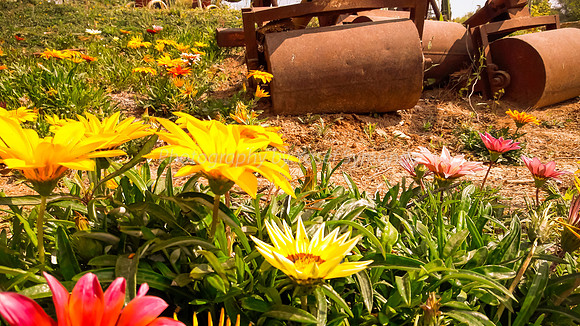 Flowers and Roller Canons 7