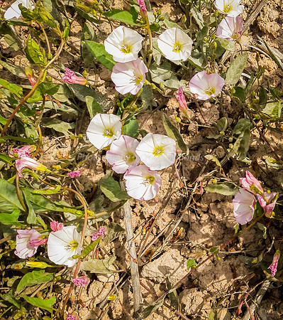 Field Bindweed 4