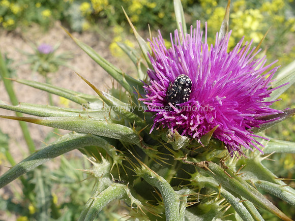 Insect on Scotch Thistle 5