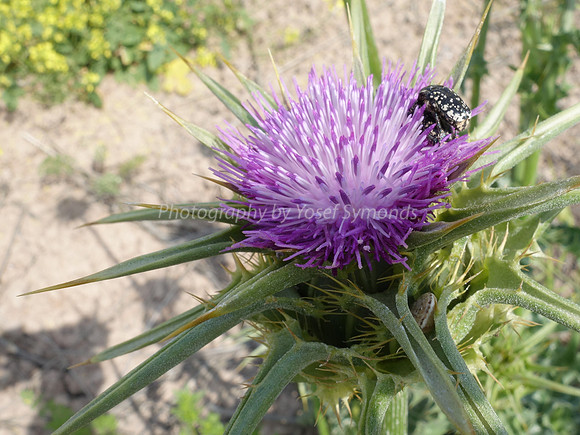 Insect on Scotch Thistle 6