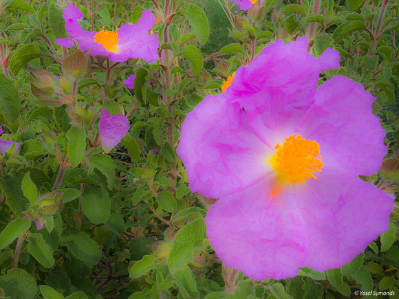 DSC04993