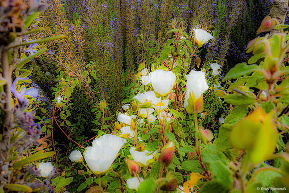 DSC05009