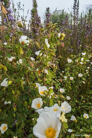 DSC05011