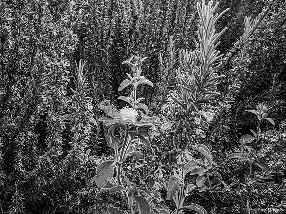 DSC05017-2