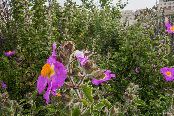 DSC05023