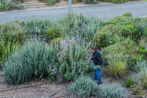Collecting Herbs 220414-1