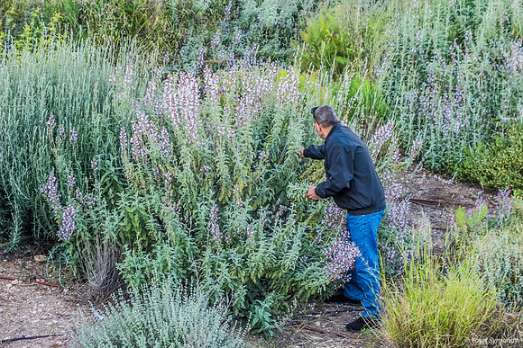 Collecting Herbs 220414-2