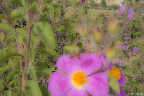 Hovering Bee 220417-1