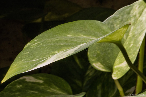 Anthurium Plant 190914-5