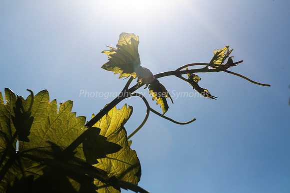 Passionfruit Vine 170414-1