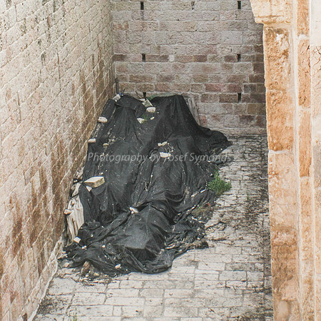 Covered but Exposed Ancient Timbers 2