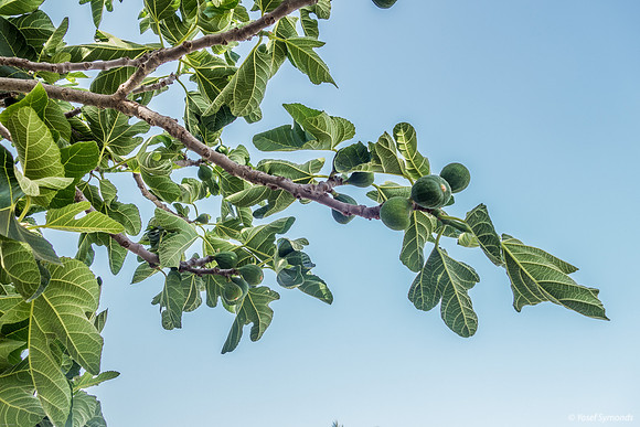 Fig Tree 220428-1