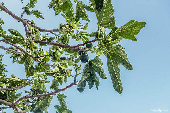 Fig Tree 220428-2
