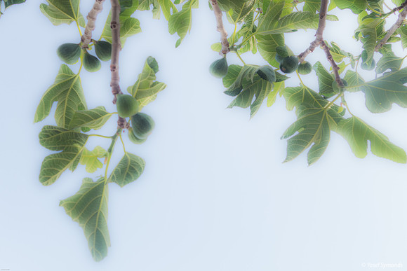 Fig Tree 220428-3