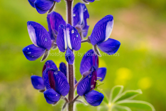 Lupin 180208-8