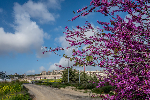 Mishkafayim from the East 180309-3