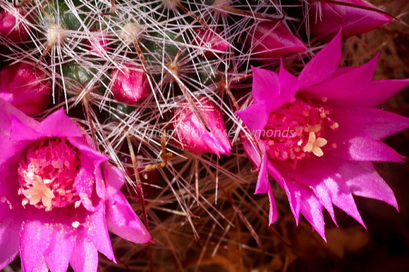 170414-CactusGarden-9999_13-2