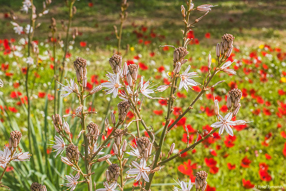 Asphodels in Poppy Field 220216-4