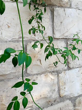 Vine Over Fence 190910-1