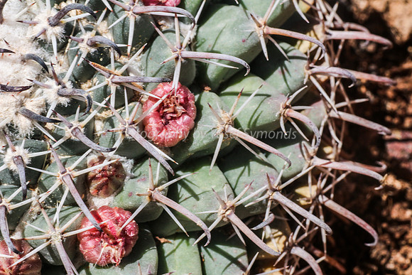 170414-CactusGarden-9999_31-2