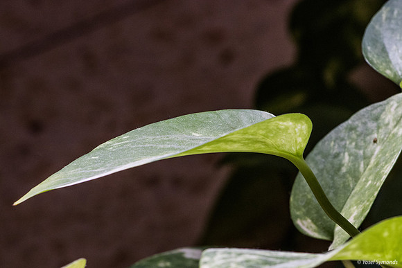 Anthurium Plant 190914-3