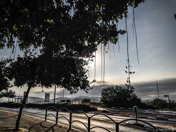 Sausage Tree on Yarden Street Early Morning 190904-7