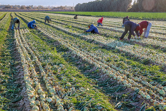 151206-OnionFarming_Eilat-9999_18-2