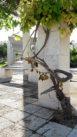 Grape Vine Trunk 1