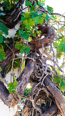 Grape Vine Trunk 2