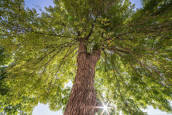 Looking Up At Tree and Sunburst 240728-2