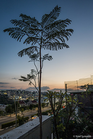 Hayarkon Boulevarde and Jacaranda 230702-2