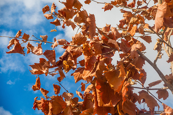 Scorched Summer Leaves 230711-3