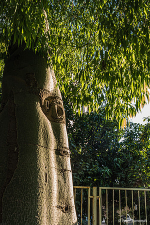 Bottle Tree 230724-3
