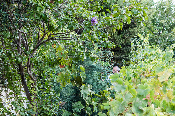 Searching for Grapes In the Park 230730-2