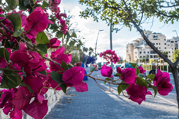 Bougainvillea On Hayarkon 230730-1