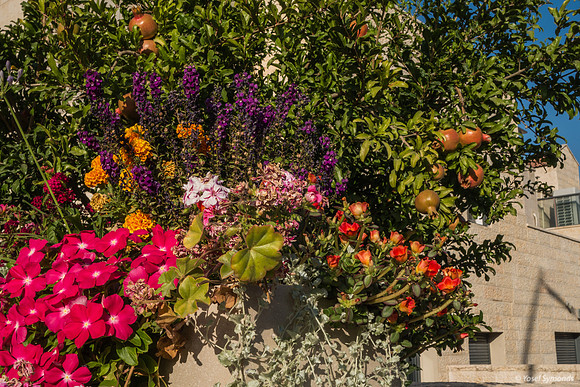 Pomegranates Surrounded by Color 230730-1