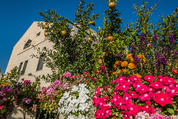 Pomegranates Surrounded by Color 230730-4