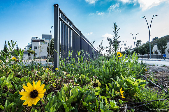 Daisies on Eliahu Hanavi Street RBS 230730-2