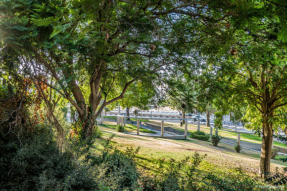 Morning Light in Park 230731-1