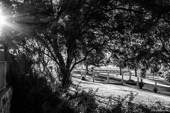 Morning Light in Park 230731-3
