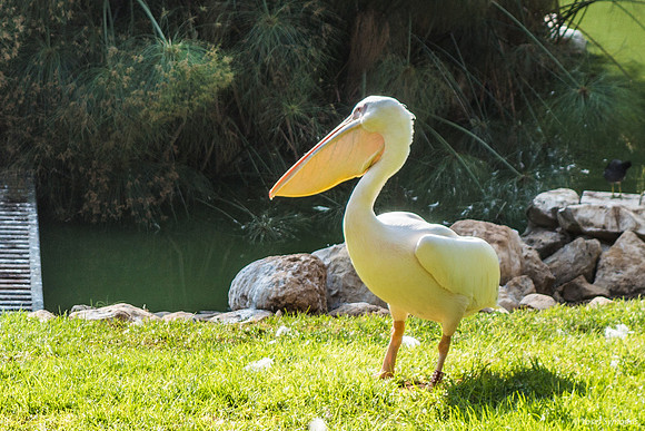 Pelican 220918-5