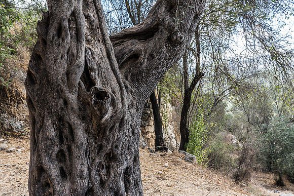 Olive Tree - Sataf 240922-1