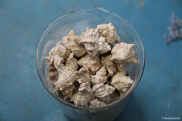 Murex Trunculus Snail Shells 3