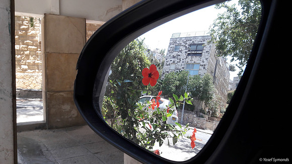 Red Hibiscus -  Gaza Street Jerusalem 4