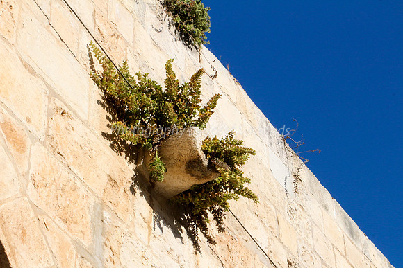 Vegetation on Inside of Western Wall